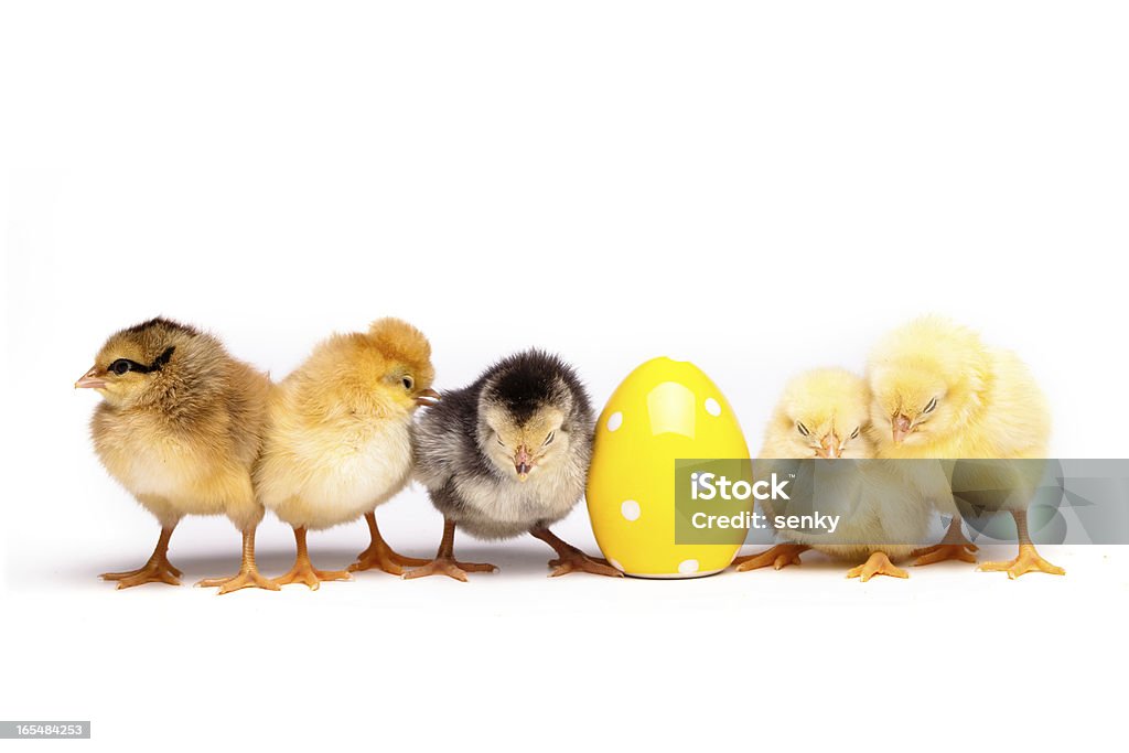 Poulet jaune - Photo de De petite taille libre de droits