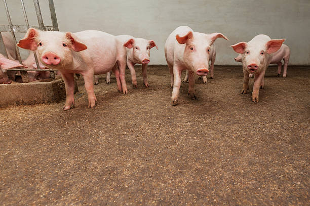 Pig farm stock photo