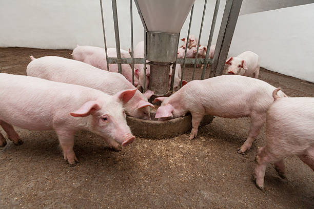 Pigs enjoying a meal on a pig farm Pigs during feeding animal husbandry photos stock pictures, royalty-free photos & images