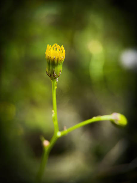 istock blossom flower from garden with art background 1654846522