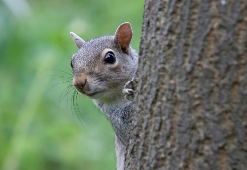 Grey Squirrel (Sciurus carolinensis) looks out from behind a tree. London, UK
