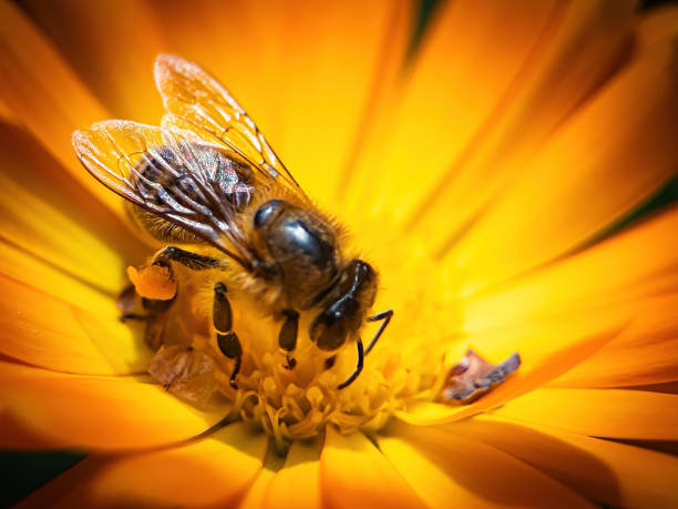 istock bee on flower collecting pollen 1654853453