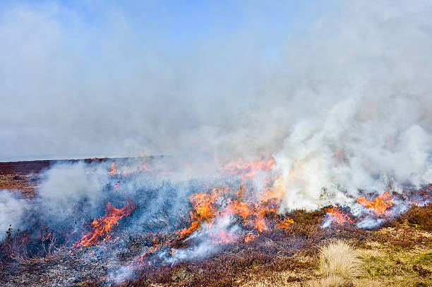 istock Burning heather, Goathland, Yorkshire, UK. 165485434