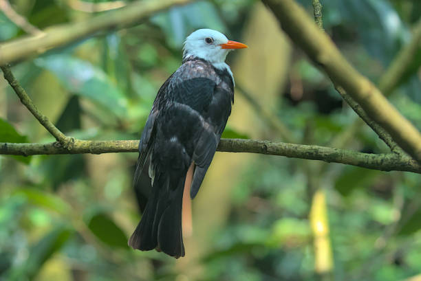 la imagen del pájaro negro de cabeza blanca bulbul en la rama de un árbol contra el telón de fondo de la naturaleza. - thorn black bird tree fotografías e imágenes de stock