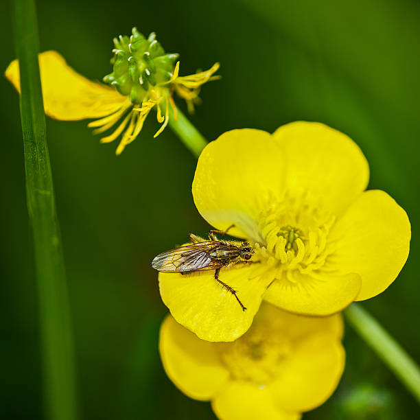 Fly on buttercup stock photo