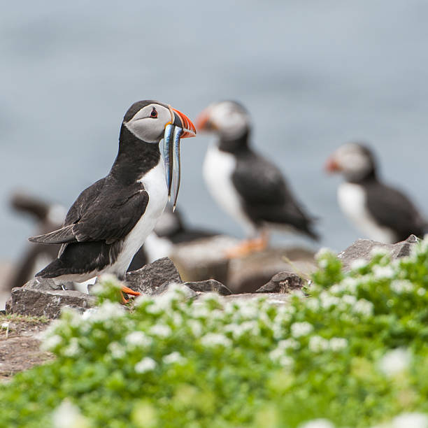 Puffin with two sand eels stock photo
