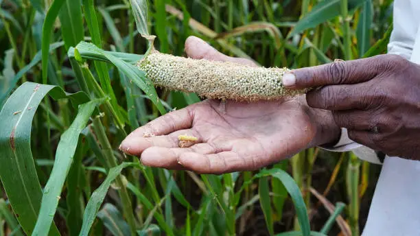 Bajra or pearl millet diseases, Indian farmer showing harmful caterpillar on his hand. Caterpillar eating ears of bajra crop.