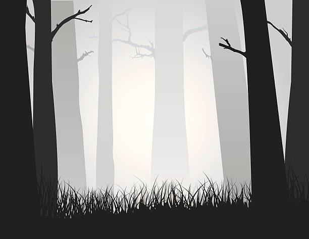 forest wald im nebel - fern forest tree area vector stock-grafiken, -clipart, -cartoons und -symbole