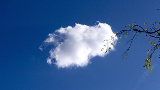 cloud and tree branch with sky in the background