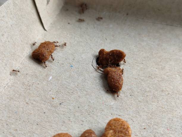 istock a group of ants looking for food 1654877043