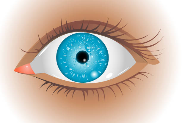 eye eye animal retina illustrations stock illustrations