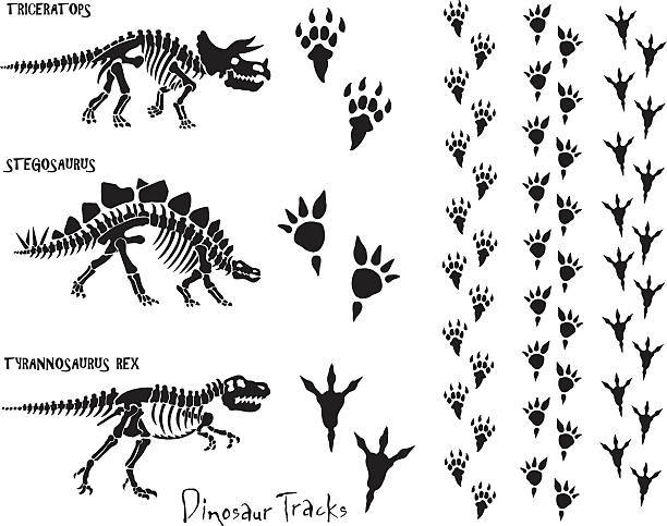 Dinosaur Skeleton & Footprints Dinosaur skeletons and foot prints. All elements are grouped for easy separation. Check out my "Vectors Animals & Insects" or "Dazzling Dinos" light box for more. extinct stock illustrations