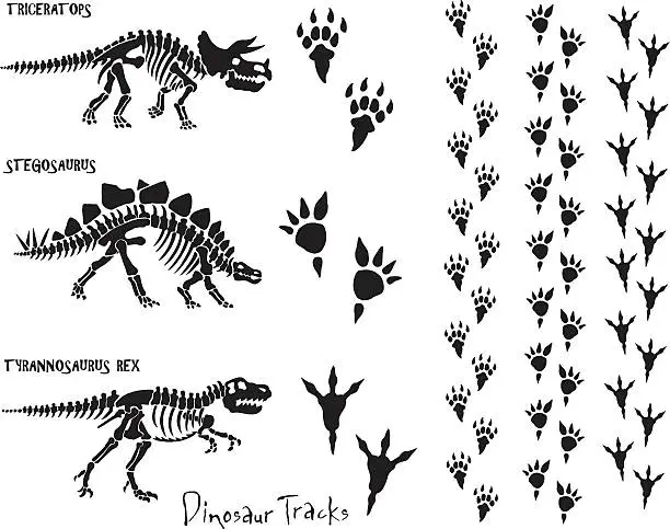 Vector illustration of Dinosaur Skeleton & Footprints