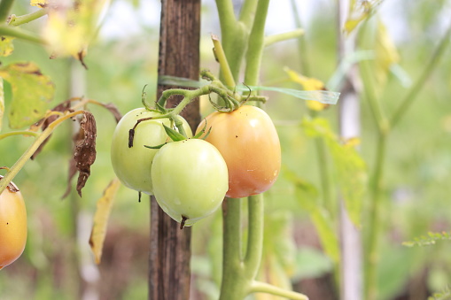 Beautiful green tomatoes on the farm for web design and decorative, Fresh and raw tomatoes on the farm, tomatoes on the tree.