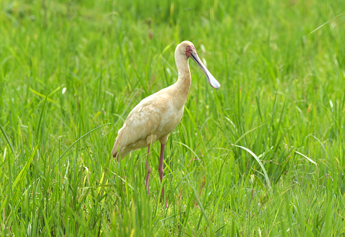 African Spoonbill - The African spoonbill is a long-legged wading bird of the ibis and spoonbill family. The species is widespread across Africa, including Rwanda