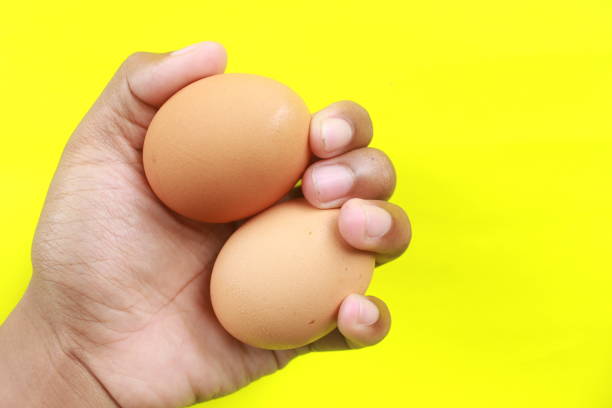 two brown eggs in adult male hand isolated on yellow background