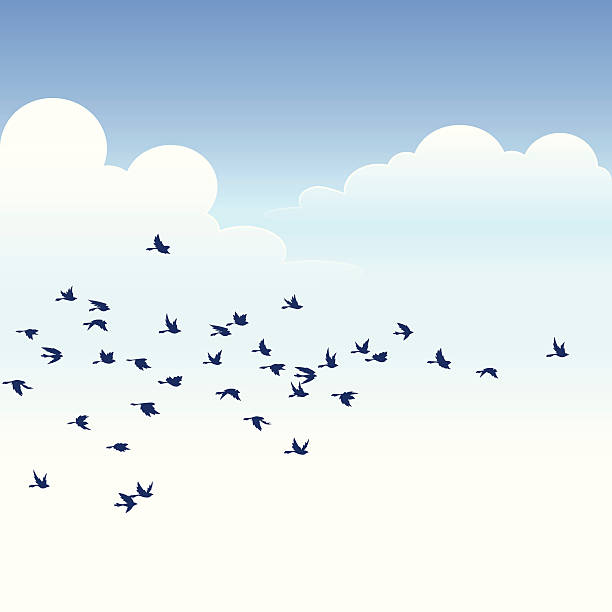 Flock of Birds A vector illustrated flock over a clear sky. Basic gradients. Smart grouping for easy editing. flock of birds stock illustrations