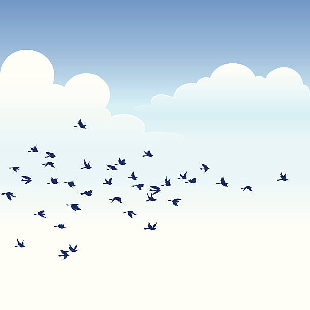 Flock of Birds A vector illustrated flock over a clear sky. Basic gradients. Smart grouping for easy editing. silhouette of a free animals stock illustrations