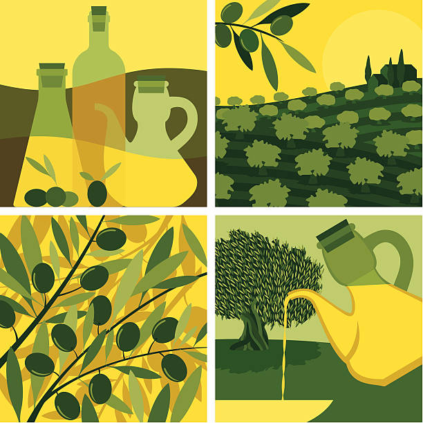 illustrazioni stock, clip art, cartoni animati e icone di tendenza di set di olio d'oliva - oliveto