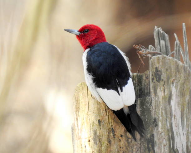 istock Red-headed Woodpecker (Melanerpes erythrocephalus) North American Bird 1654896848