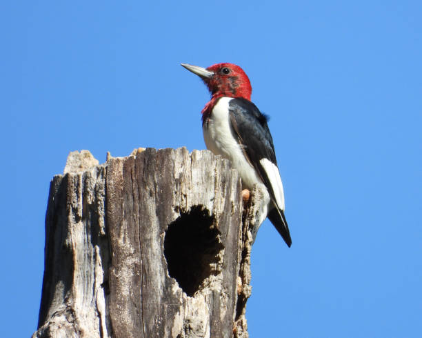 istock Red-headed Woodpecker (Melanerpes erythrocephalus) North American Bird 1654897171