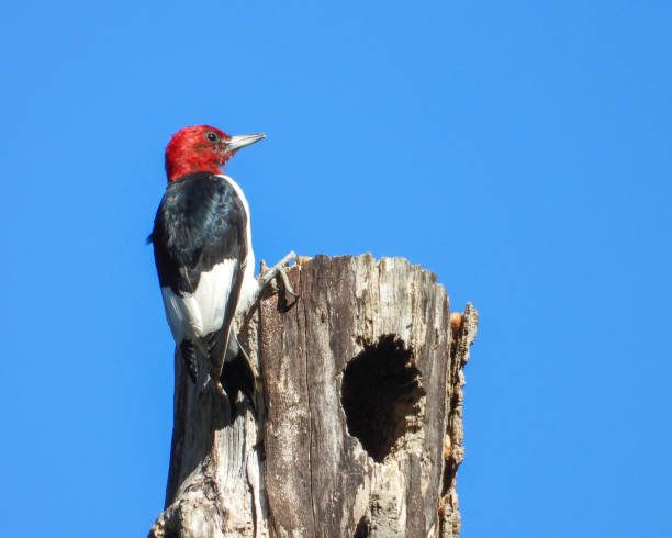 istock Red-headed Woodpecker (Melanerpes erythrocephalus) North American Bird 1654897395