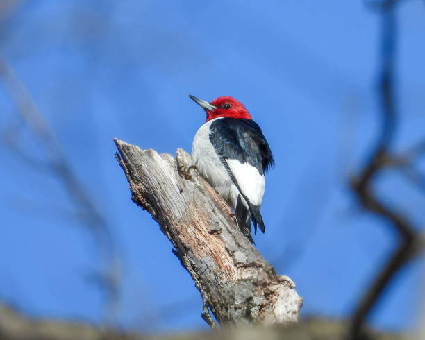 istock Red-headed Woodpecker (Melanerpes erythrocephalus) North American Bird 1654897406