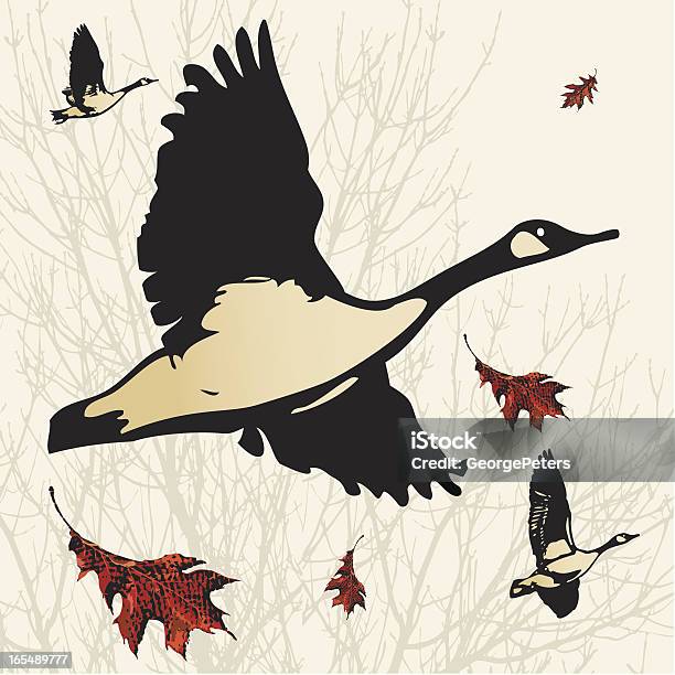 Canada Geese In Flight Stock Illustration - Download Image Now - Goose - Bird, Flying, Animal Migration