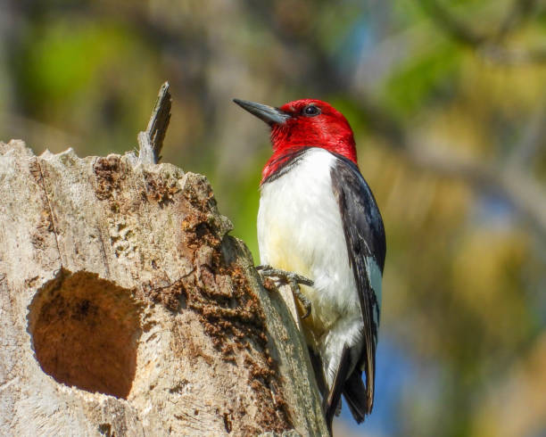 istock Red-headed Woodpecker (Melanerpes erythrocephalus) North American Bird 1654898344