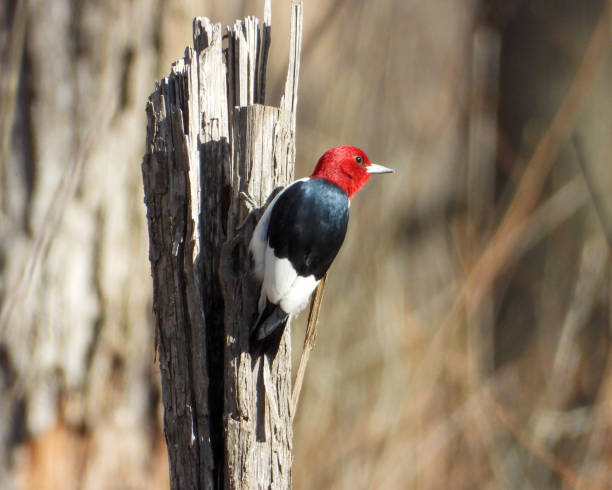 istock Red-headed Woodpecker (Melanerpes erythrocephalus) North American Bird 1654899061