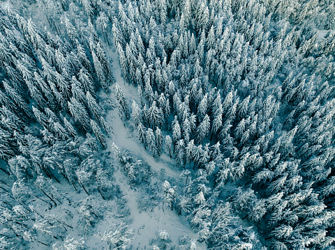 Drop down view of snow covered spruce forest. The frosty forest is located at the top of Velika Planina plateau in Slovenia. Winter fairy tale.