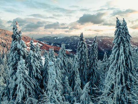 Beautiful spruce forest at the top of the hill  covered in white snow during the wintertime. Beautiful landscape of the Slovenian nature. The sun is rising and illuminating the hills in the background.