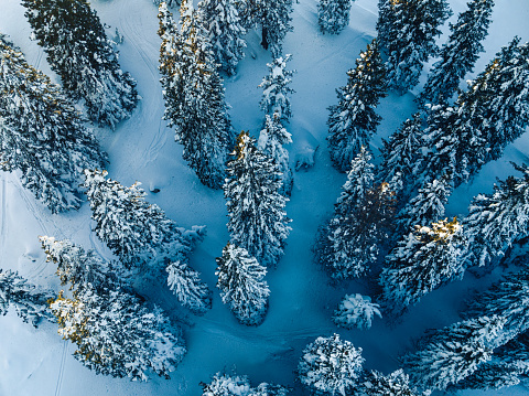 Aerial view of the scattered spruce trees covered in snow during the winter. Tops of the spruce trees are illuminated by the sun rays. The forest is located on Velika Planina plateau in Slovenia.