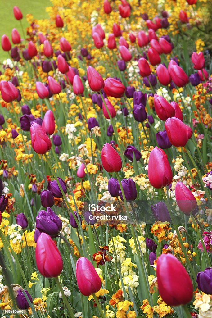 Bella primavera fiori colorati. - Foto stock royalty-free di Aiuola