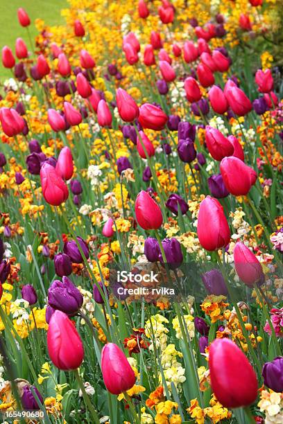 Bella Primavera Fiori Colorati - Fotografie stock e altre immagini di Aiuola - Aiuola, Ambientazione esterna, Bellezza naturale