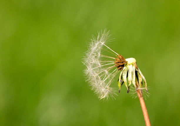 Dandelion