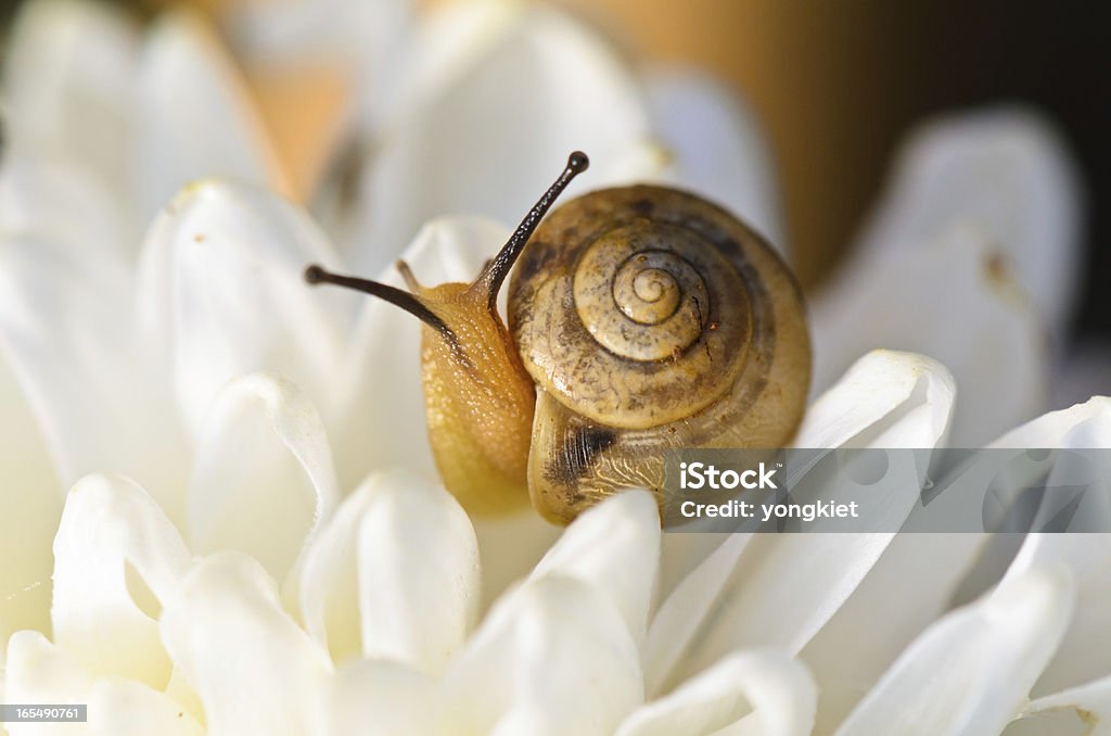 Schnecke auf Weiße Blume. - Lizenzfrei Baumblüte Stock-Foto