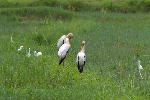 Yellow-billed Stork - The yellow-billed stork, sometimes also called the wood stork or wood ibis, is a large African wading stork species in the family Ciconiidae. It is widespread in regions south of the Sahara and also occurs in Rwanda.