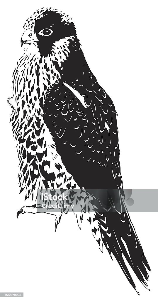 Ejemplares de halcón - arte vectorial de Color negro libre de derechos