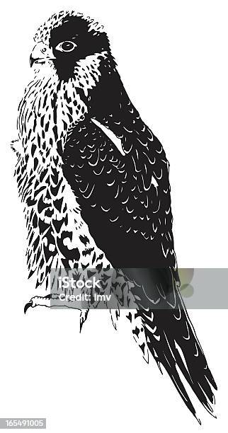 Sparviero Illustation - Immagini vettoriali stock e altre immagini di Colore nero - Colore nero, Falco, Agilità