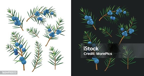 istock Juniper illustrations. Set of vector objects isolated on white background. Floral elements for design. Herbal plants. 1654910513