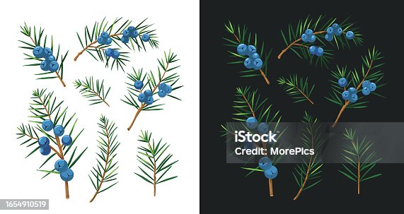 istock Red clover sketch illustrations. Set of vector objects isolated on transparent background. Floral elements for design. 1654910519