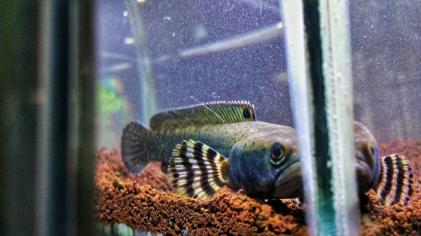 blue pulchra channa fish in aquarium blue pulchra channa fish looks calm in the aquarium giant snakehead stock pictures, royalty-free photos & images