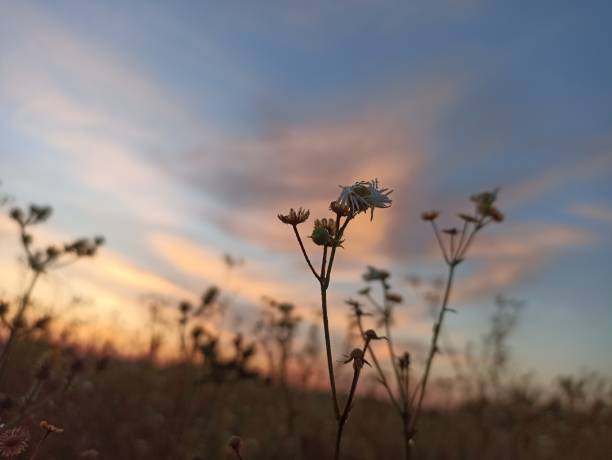 istock Erigeron annuus, the annual fleabane, daisy fleabane,  eastern daisy fleabane. 1654911978