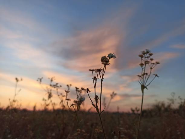 istock Erigeron annuus, the annual fleabane, daisy fleabane,  eastern daisy fleabane. 1654912081