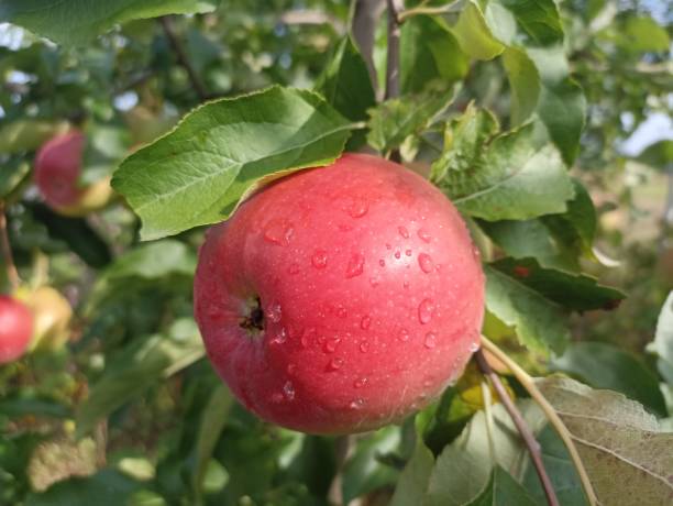istock An apple is an edible fruit produced by an apple tree (Malus domestica). 1654912434