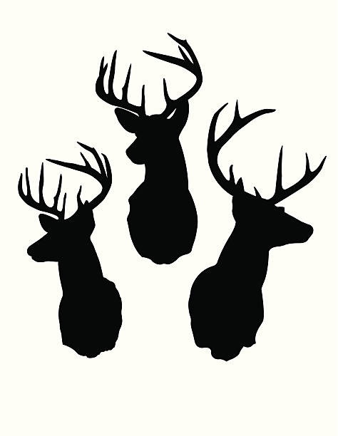 illustrazioni stock, clip art, cartoni animati e icone di tendenza di silhouette testa di cervo - cervo cervide