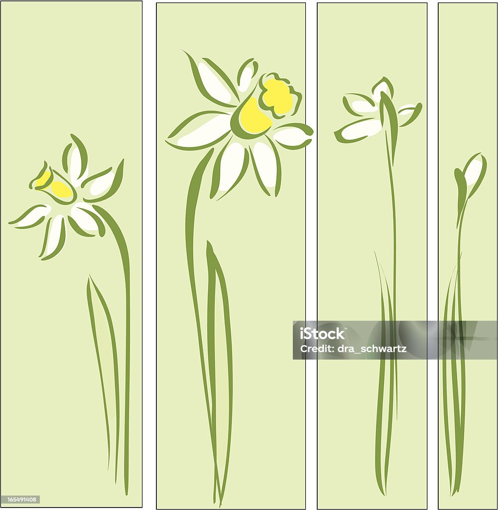 narcissus - arte vectorial de Narciso - Familia del lirio libre de derechos