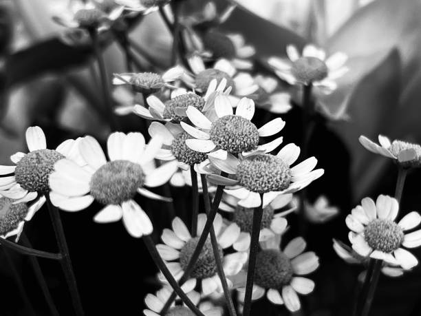 istock Close up of daisy flowers 1654914177
