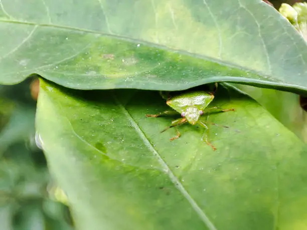 Pentatomoidea is camouflaged behind the leaves